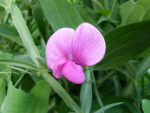 Lillhernes