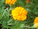 Peiulill (tagetes)