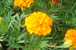 Peiulill (tagetes)