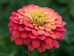 Pruudisõlg (zinnia)