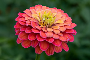 Pruudisõlg (zinnia)