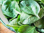 Salat-spinat