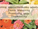 Pruudisõlg (zinnia) Thumbelina 155 s.