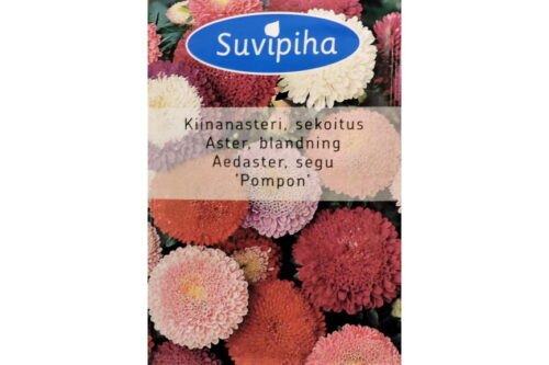 Aster Pompon segu 210 s.