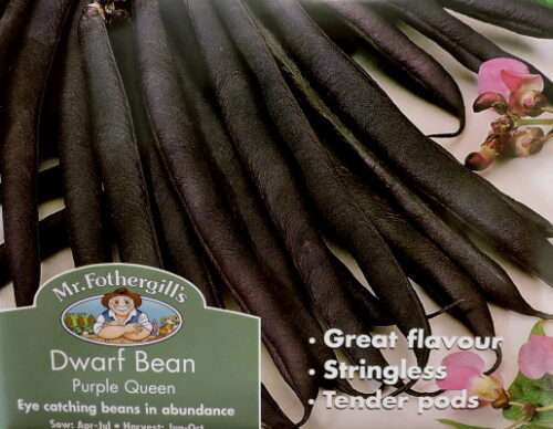 Aeduba Purple Queen 100 s.