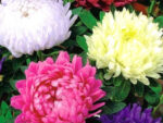 Aster