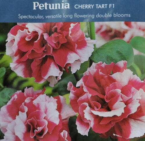 Petuunia Cherry Tart F1 40 s.