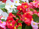 Begoonia