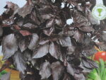 Vürtsbasiilik Red Leaved 300 s.