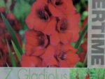 Gladiool Oscar