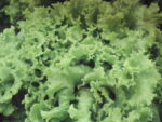 Lehtsalat Grand Rapids 2 g