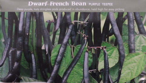 Aeduba Purple Teepee 100 s.