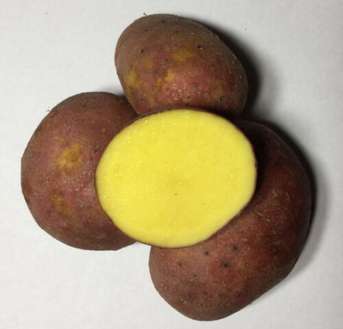 Seemnekartul Baltic Rose 2,5 kg