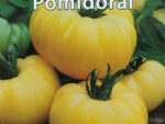 Tomat Yellow Gazzi 10 s.