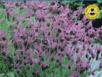 Prantsuse lavendel 35 s.