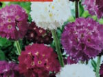 Priimula Nepal Mix  0,05g