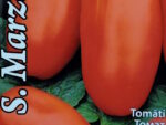 Tomat San Marzano 3   0,1 g