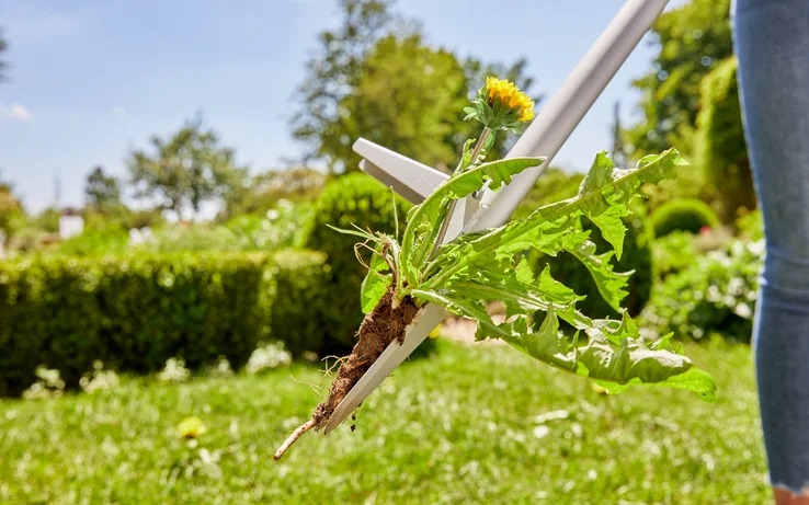Gardena võilillejuurija (3518-20) - Image 7